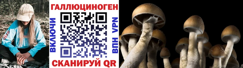 Псилоцибиновые грибы прущие грибы  Кольчугино 